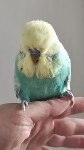 Волнистый попугай