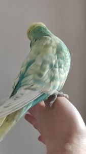 Волнистый попугай