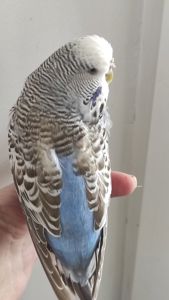 Волнистый попугай