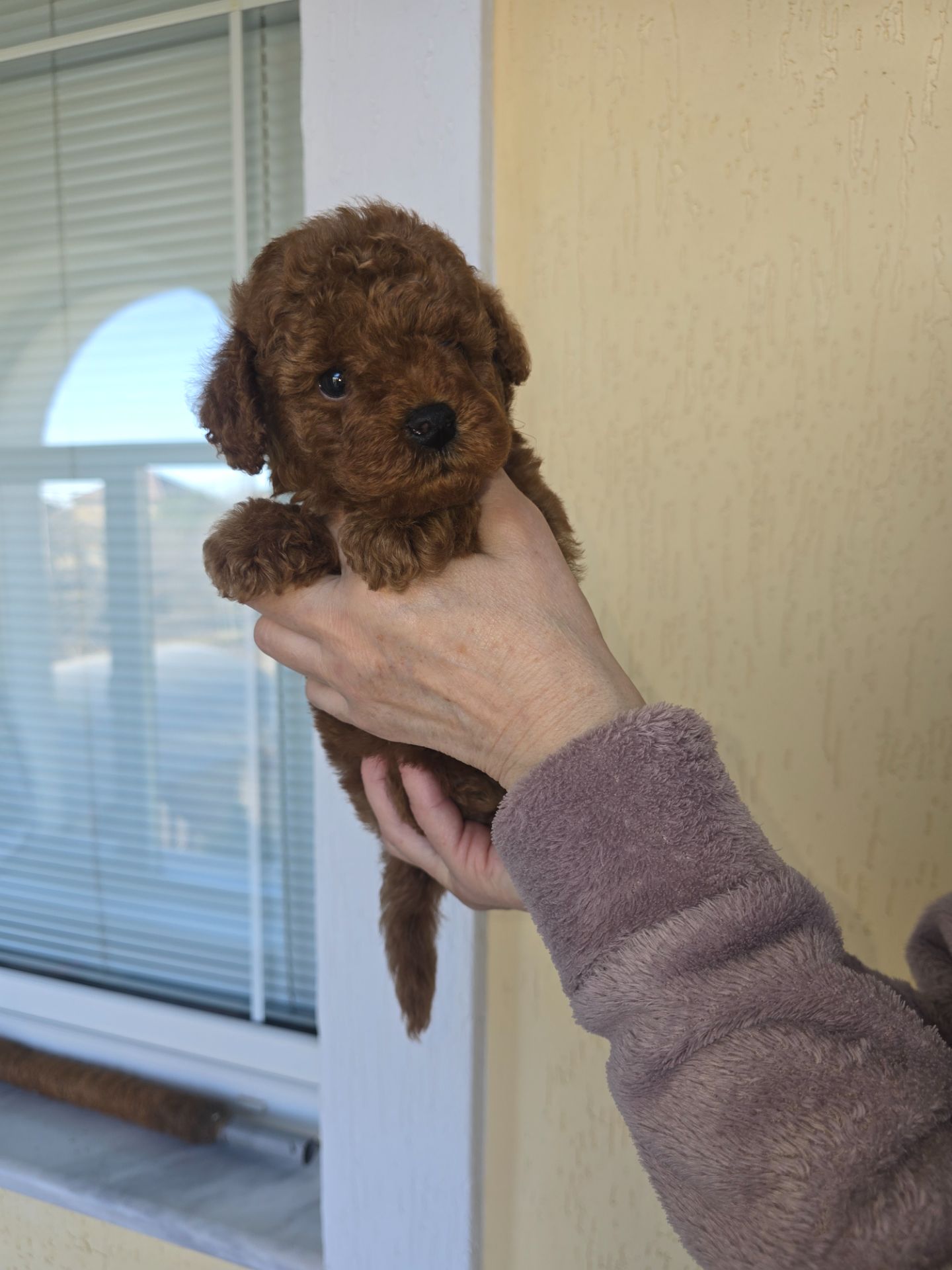 Щенки той пуделя в окрас Ред- браун