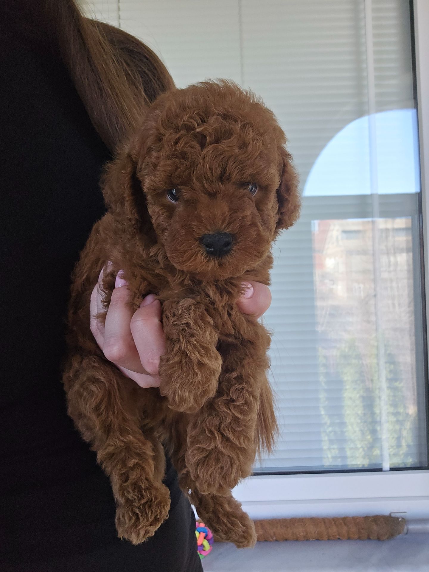 Щенки той пуделя в окрас Ред- браун