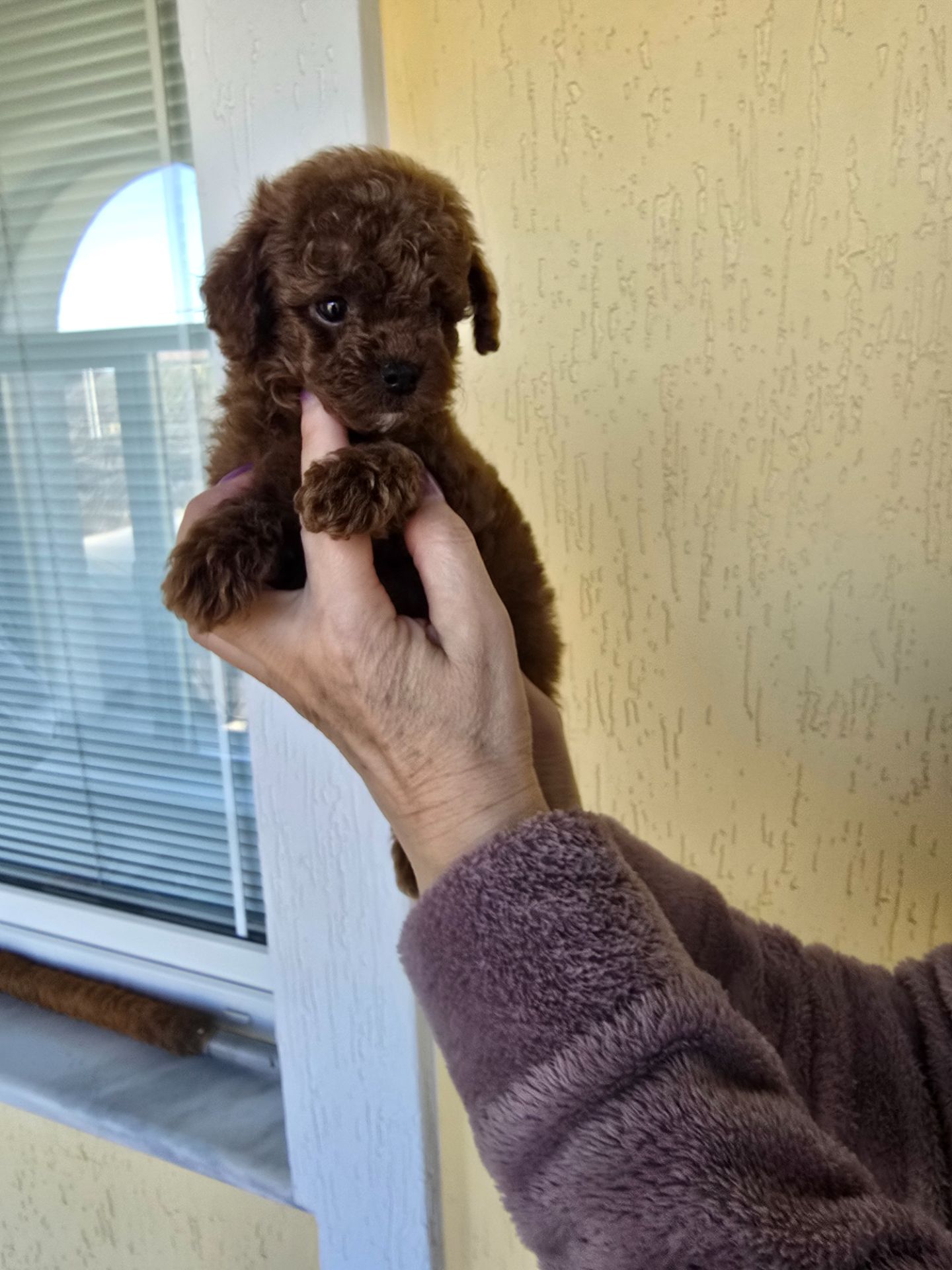 Щенки той пуделя в окрас Ред- браун