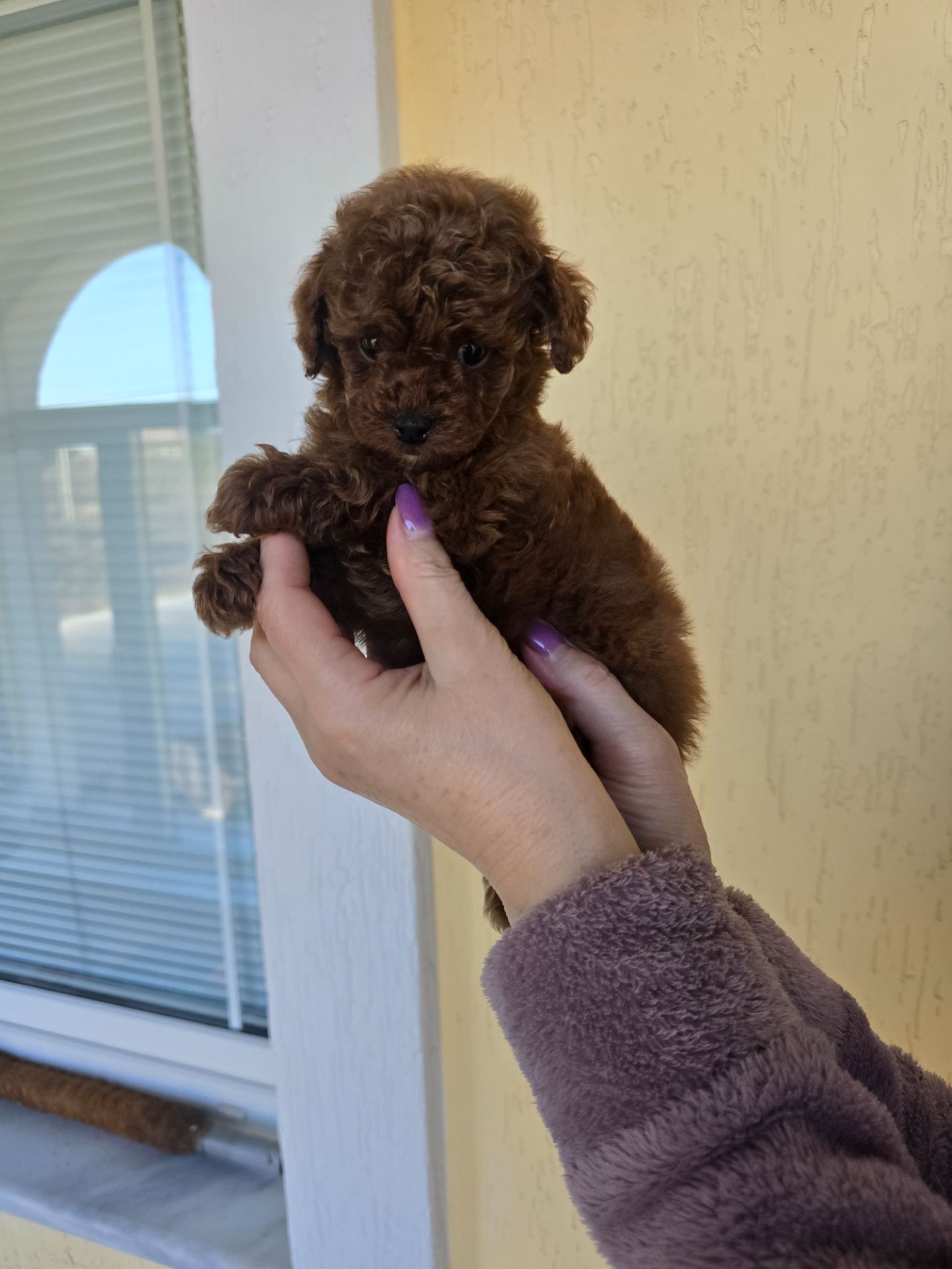 Щенки той пуделя в окрас Ред- браун