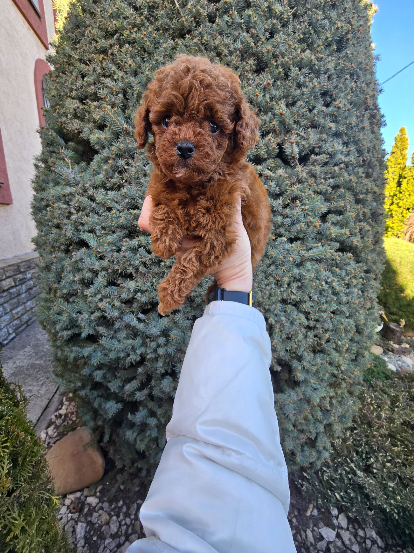 Щенки той пуделя в окрас Ред- браун