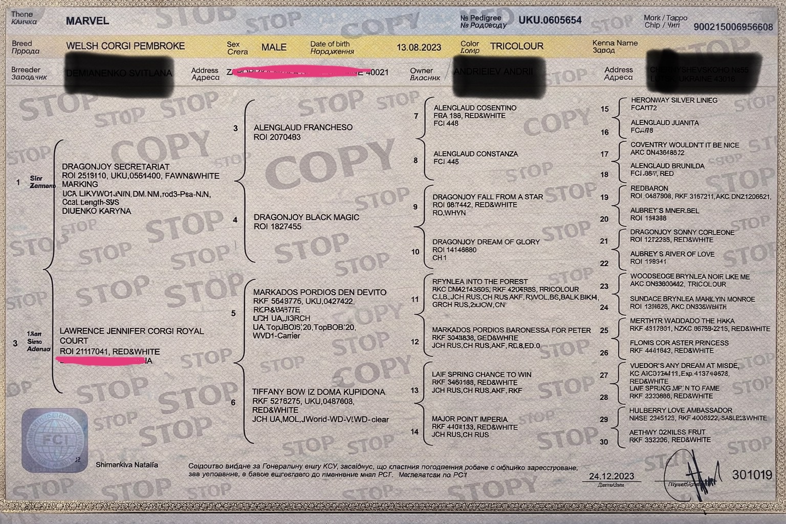 Цуценя вельш-коргі пемброк