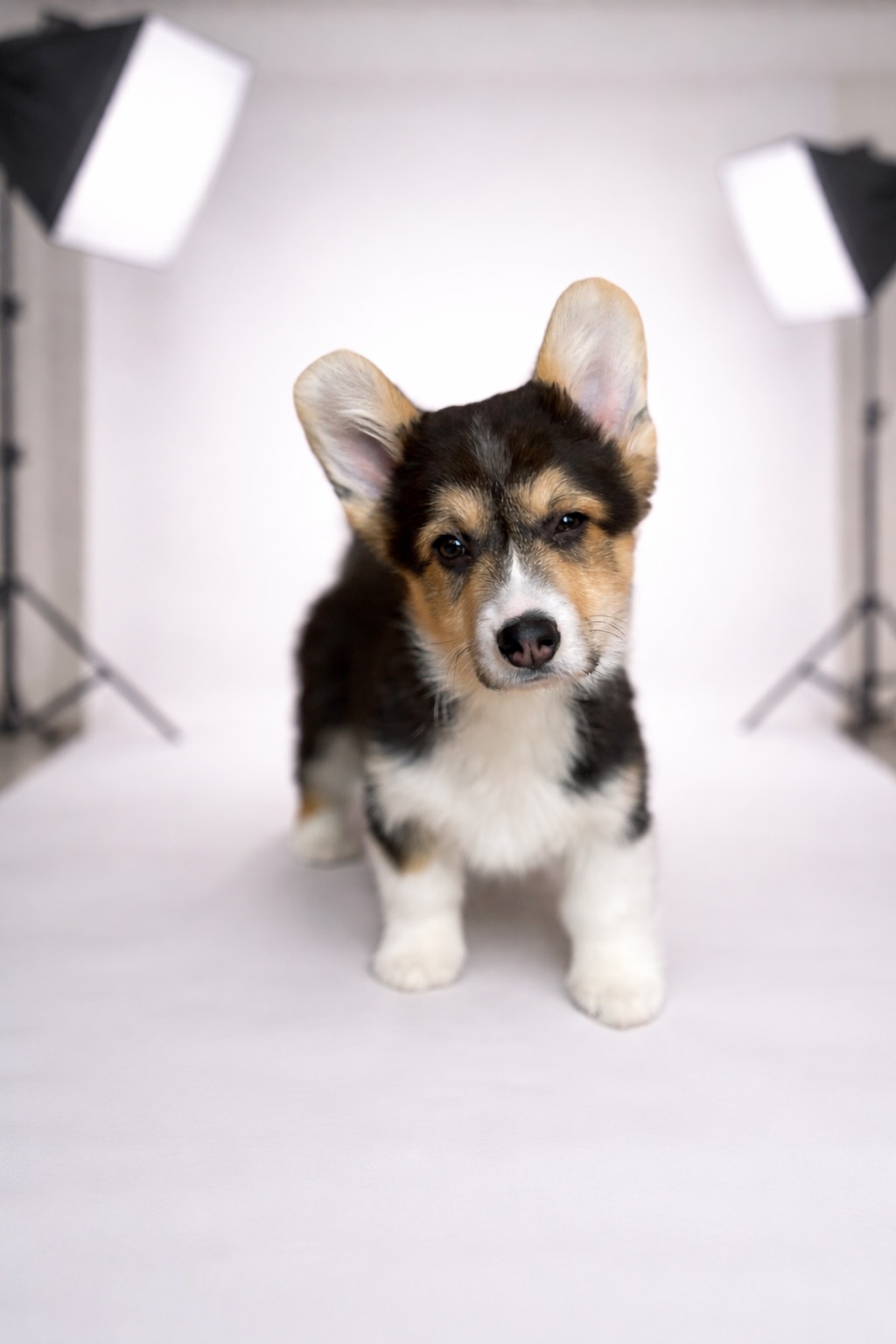 Цуценя вельш-коргі пемброк