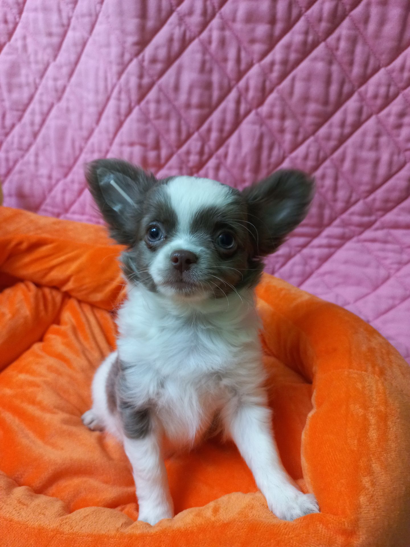 Песик чихуахуа КСУ