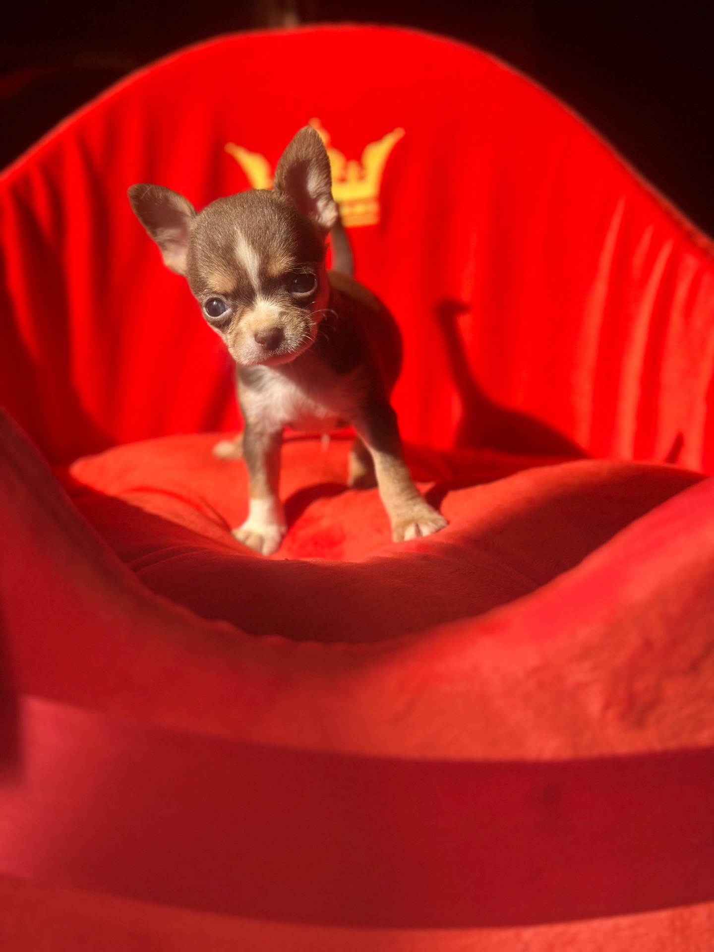 мальЧишки мини и микро