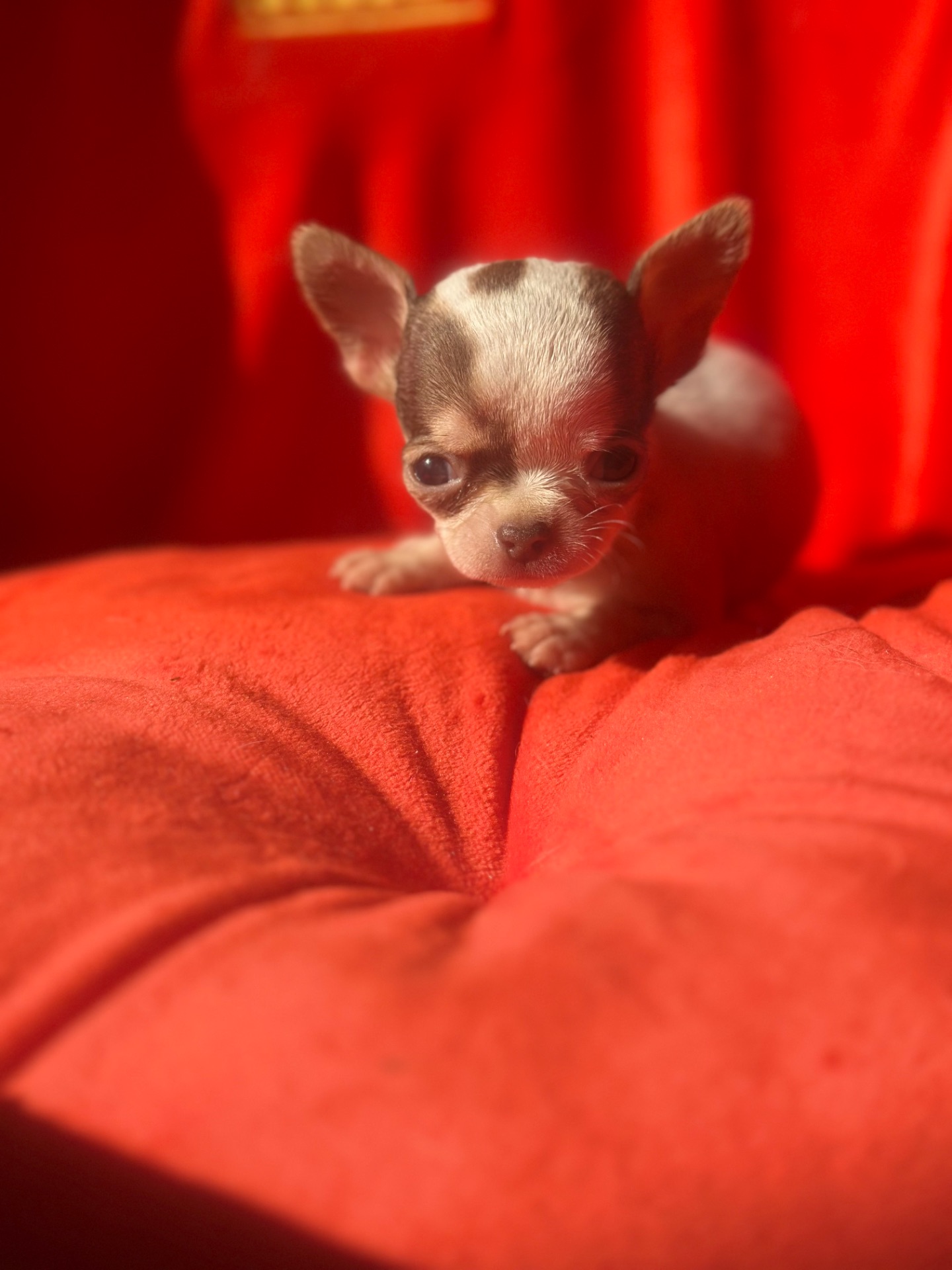 мальЧишки мини и микро