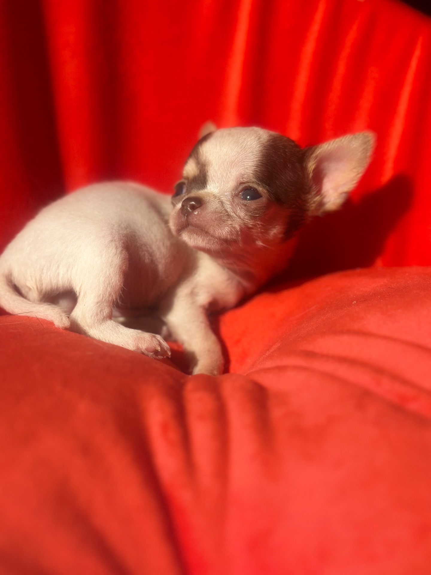 мальЧишки мини и микро