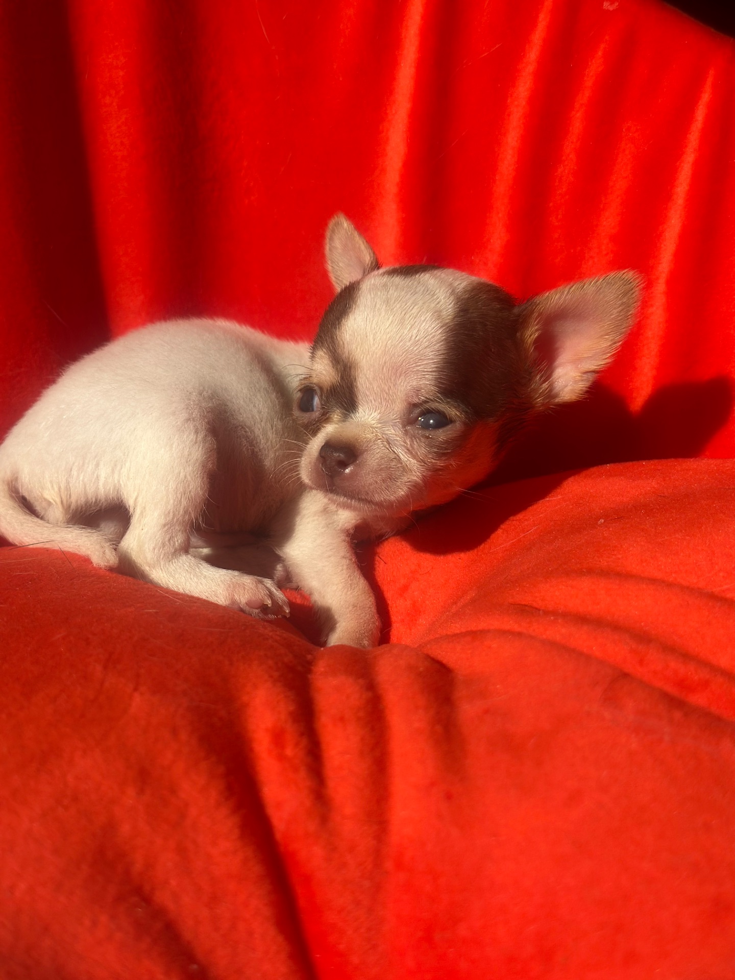 мальЧишки мини и микро