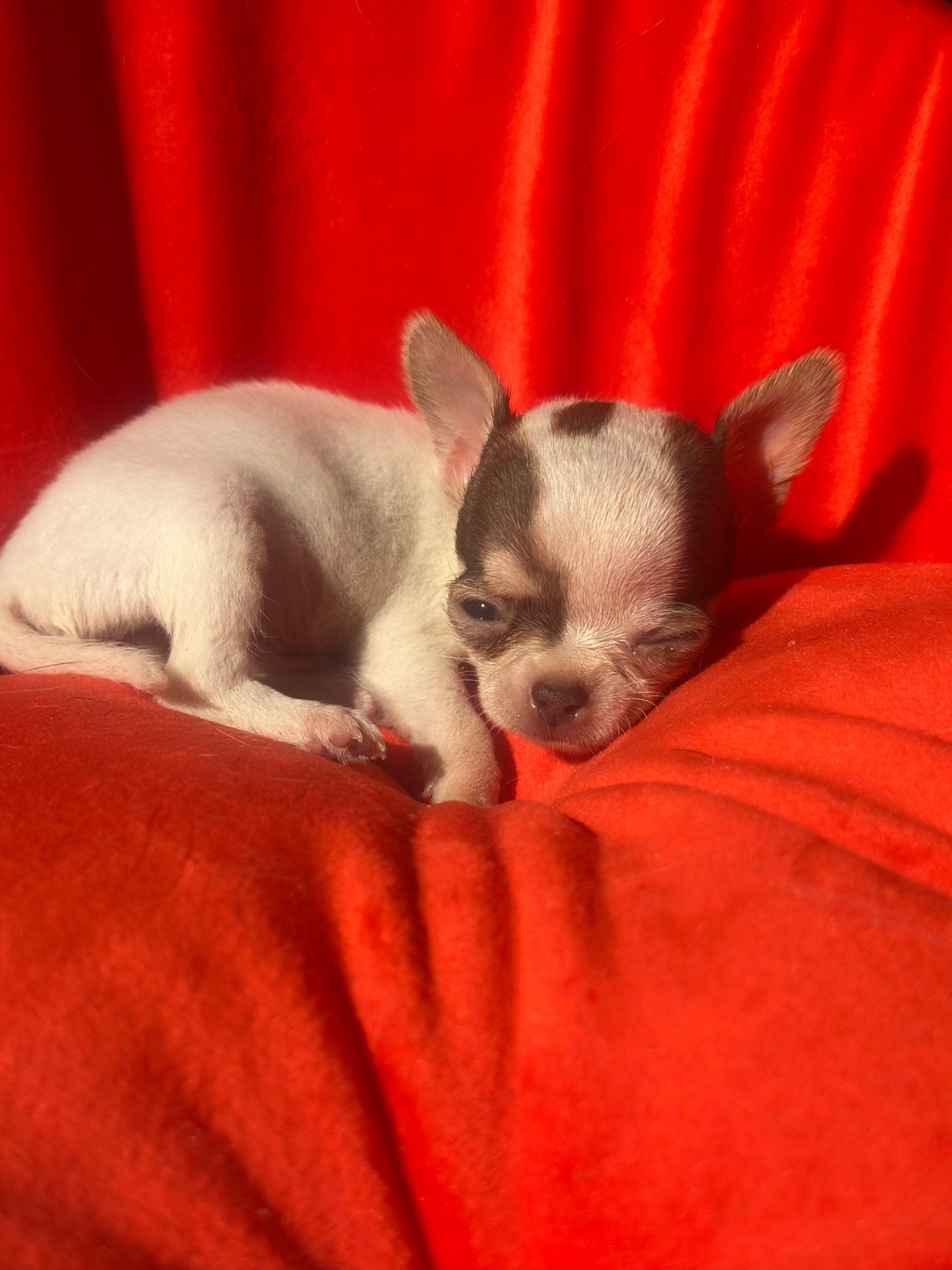 мальЧишки мини и микро