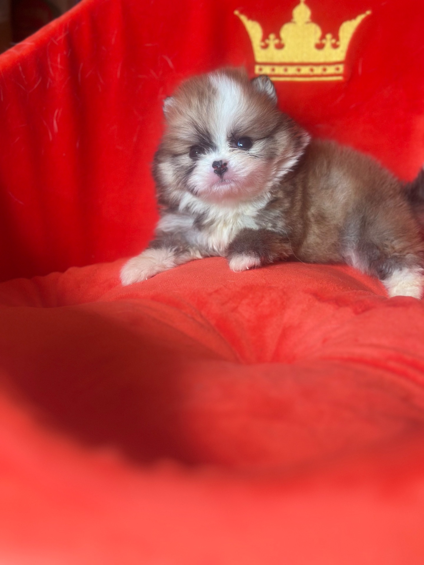 Щенки померанского шпица мальчик и девочка