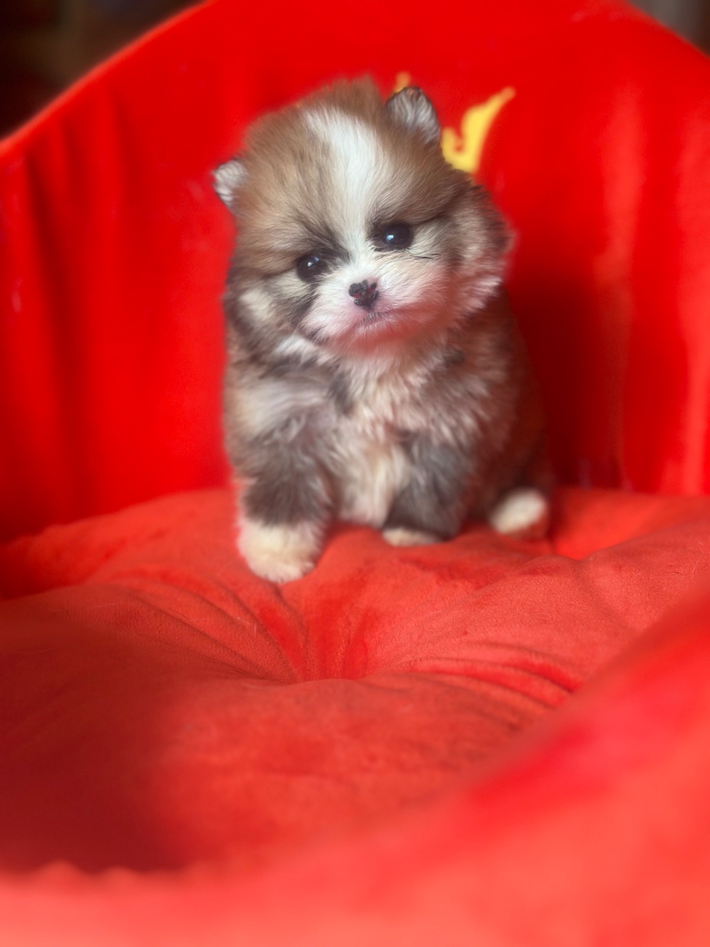 Щенки померанского шпица мальчик и девочка