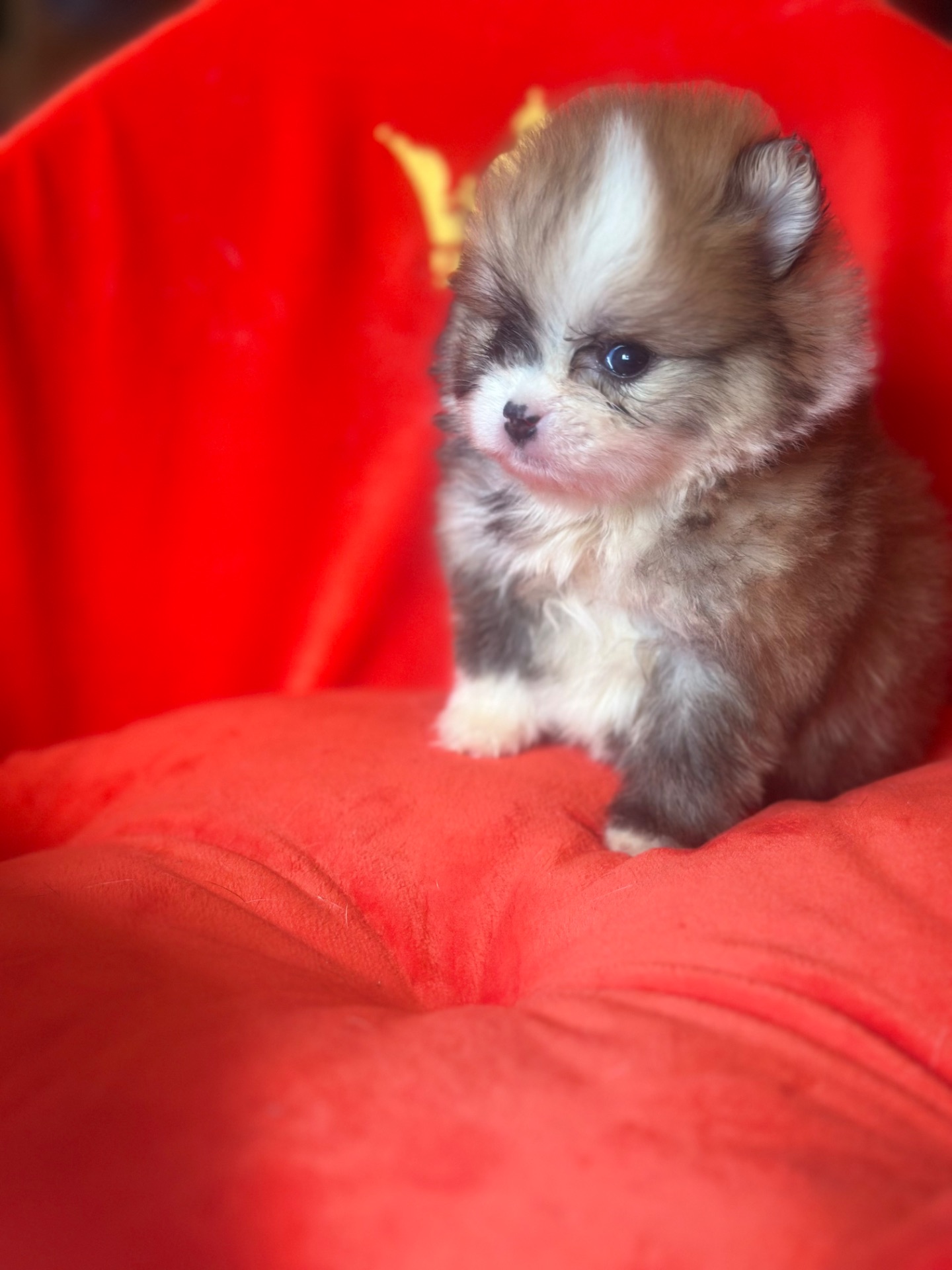 Щенки померанского шпица мальчик и девочка