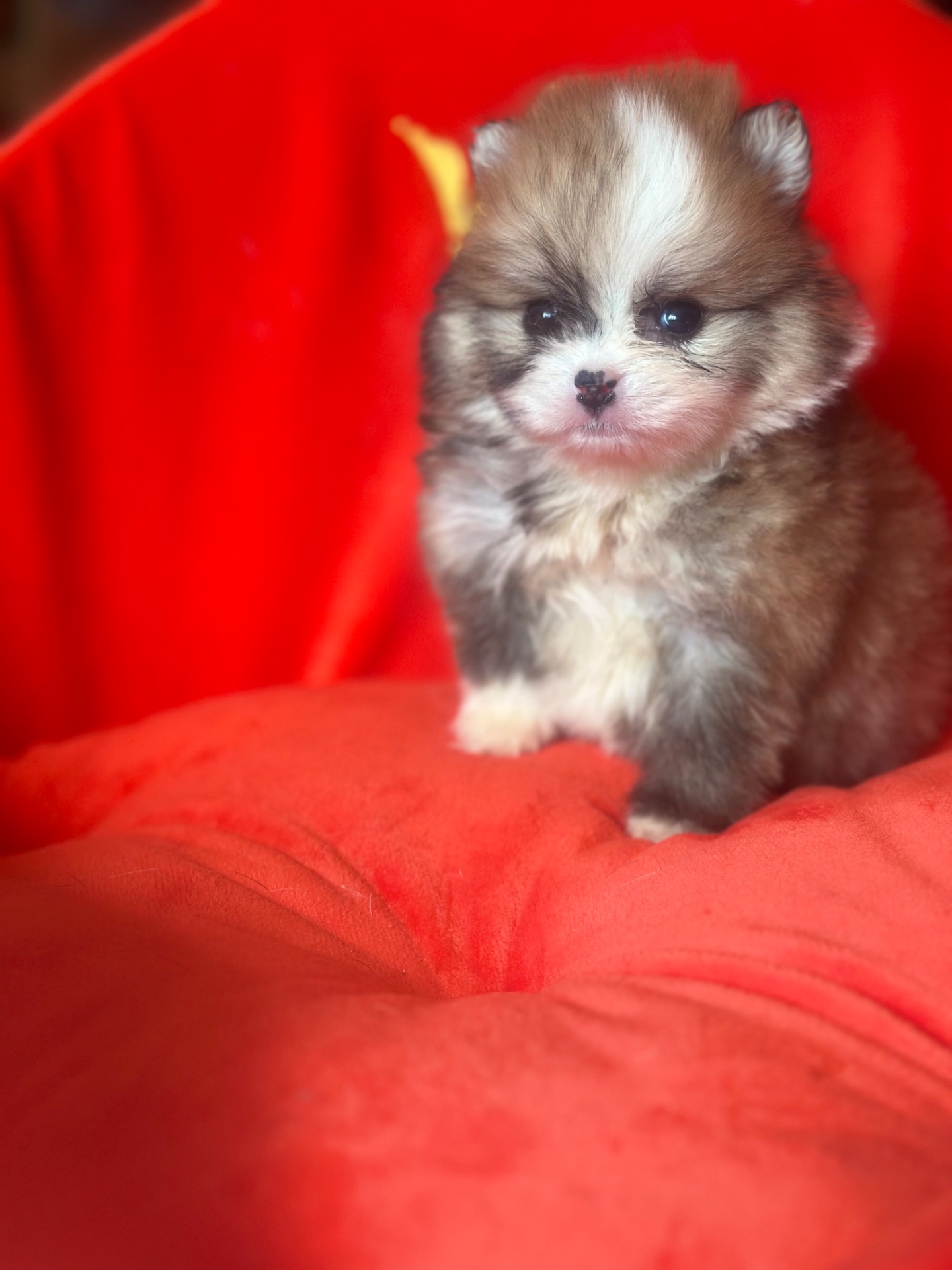 Щенки померанского шпица мальчик и девочка