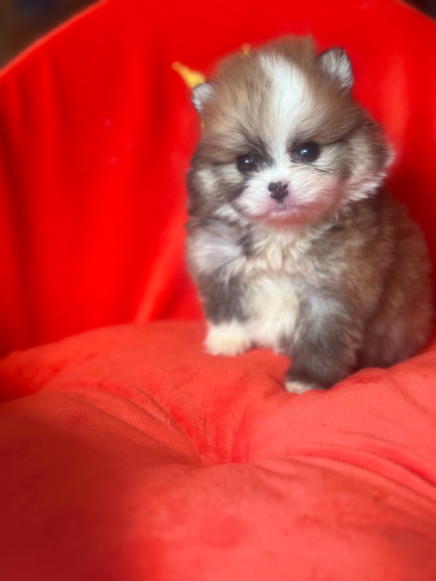 Щенки померанского шпица мальчик и девочка