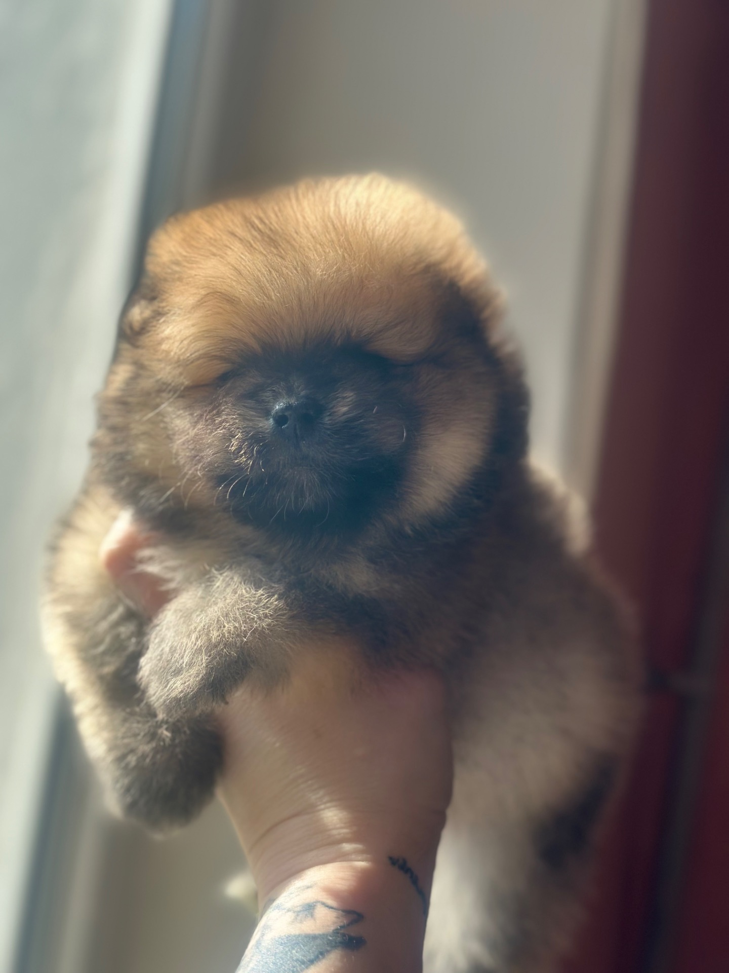 Щенки померанского шпица мальчик и девочка