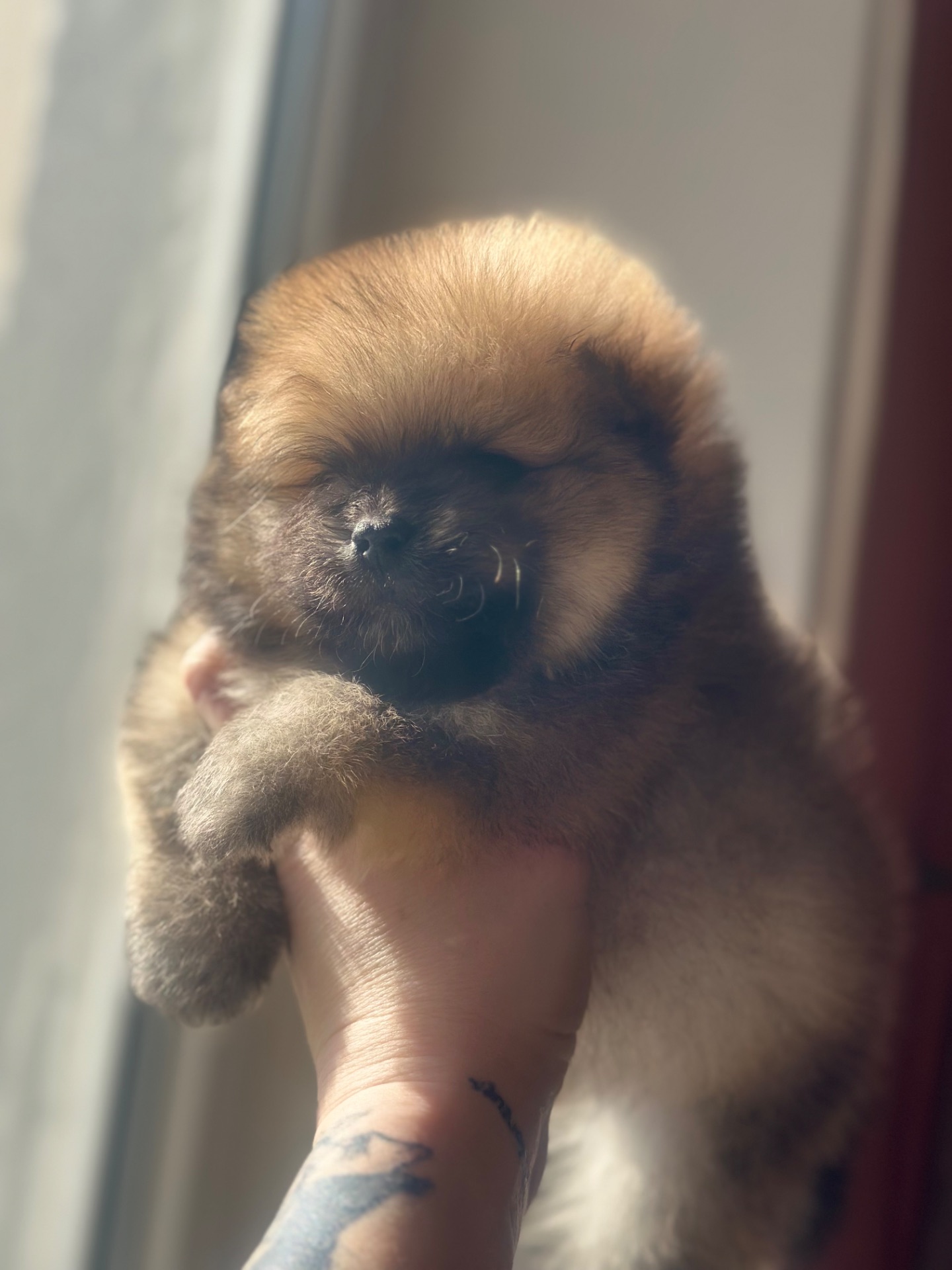 Щенки померанского шпица мальчик и девочка