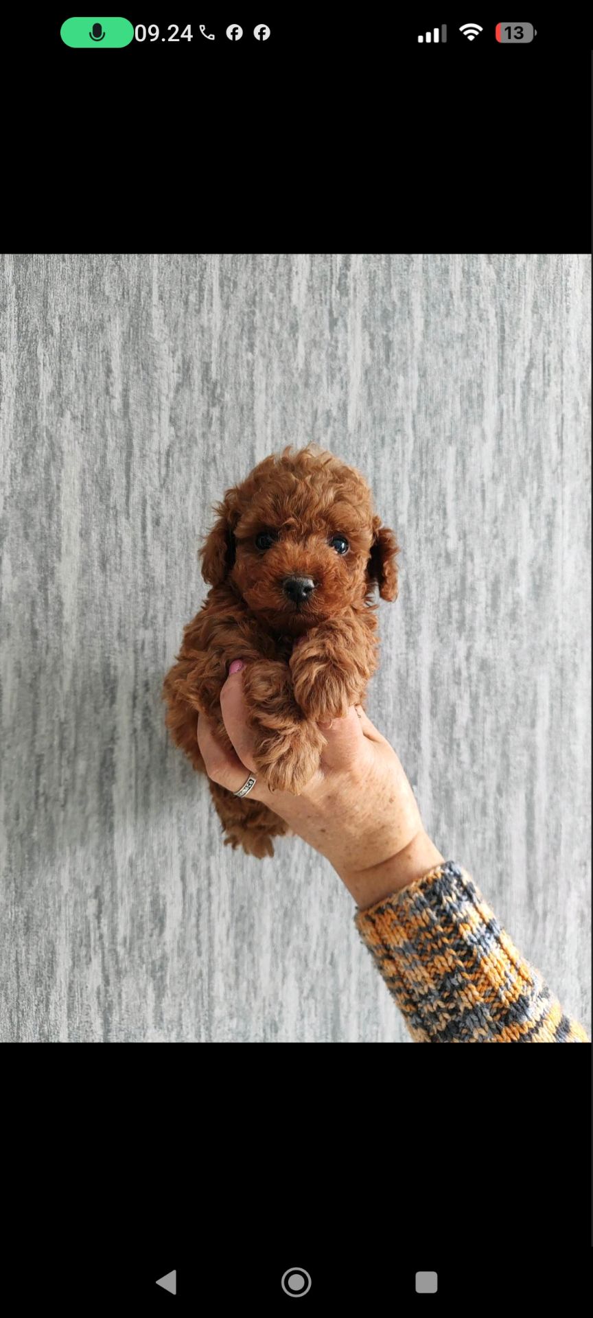 Цуценя той Пудель Ред Браун