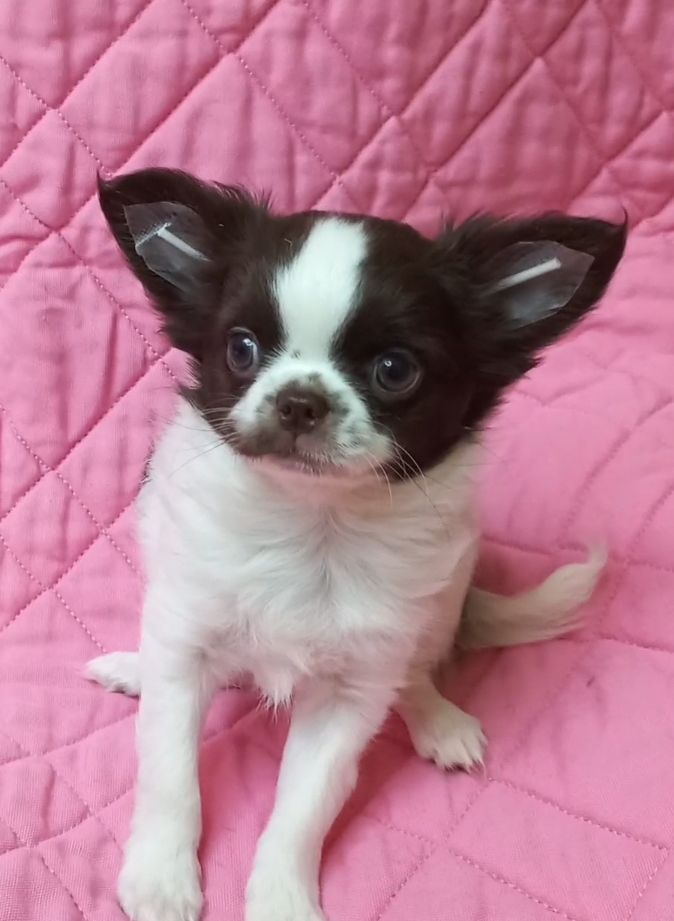 Чихуахуа КСУ