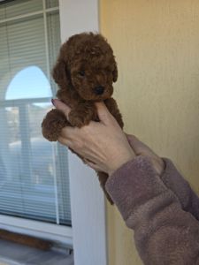 Щенки той пуделя в окрас Ред- браун