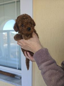 Щенки той пуделя в окрас Ред- браун