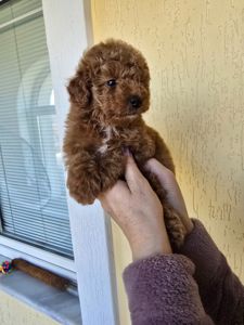 Щенки той пуделя в окрас Ред- браун