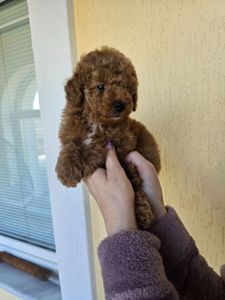 Щенки той пуделя в окрас Ред- браун