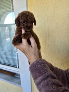 Щенки той пуделя в окрас Ред- браун