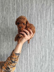 Цуценя той Пудель Ред Браун