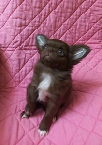 Крутезна чихуахуа КСУ