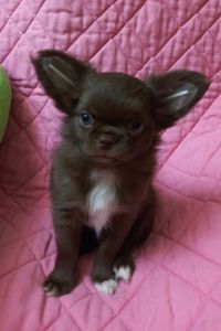 Крутезна чихуахуа КСУ