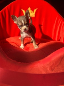 мальЧишки мини и микро