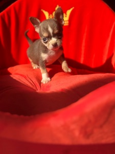 мальЧишки мини и микро