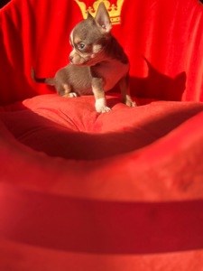 мальЧишки мини и микро