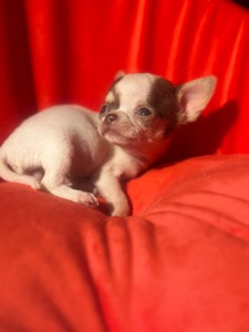 мальЧишки мини и микро