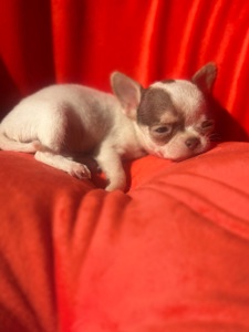 мальЧишки мини и микро