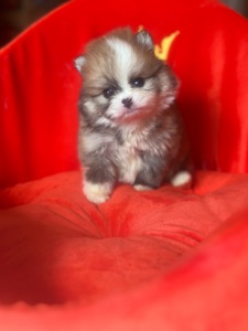 Щенки померанского шпица мальчик и девочка