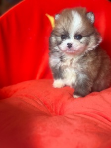 Щенки померанского шпица мальчик и девочка