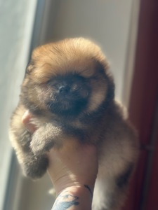 Щенки померанского шпица мальчик и девочка