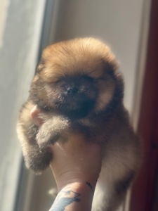 Щенки померанского шпица мальчик и девочка