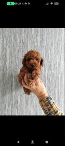 Цуценя той Пудель Ред Браун