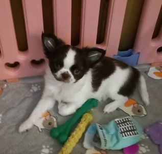 Чихуахуа КСУ