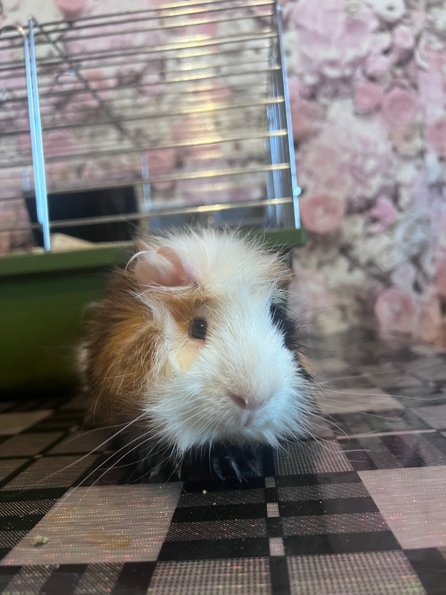 Продам морскую свинку мальчика 4 мес, породы Ангора розеточная