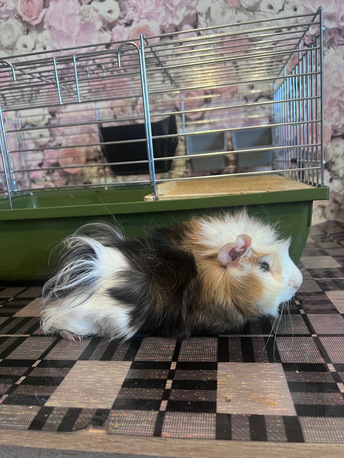 Продам морскую свинку мальчика 4 мес, породы Ангора розеточная