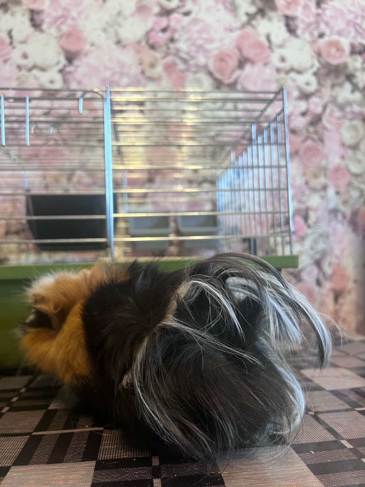 Продам морскую свинку мальчика 4 мес, породы Ангора розеточная