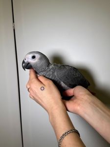 Малюк жако, серый африканский ручной жако выкормыш, говорящий попугай жако, птенцы от 2 мес