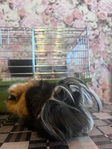 Продам морскую свинку мальчика 4 мес, породы Ангора розеточная