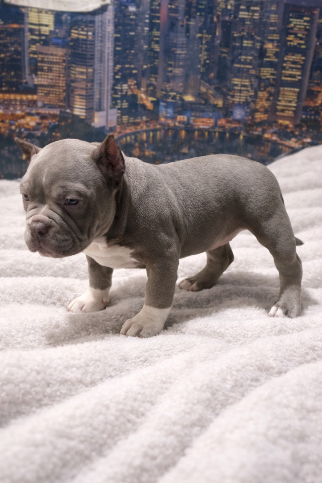 Дівчинка американські буллі тип покет